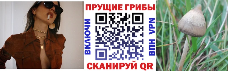 Галлюциногенные грибы MAGIC MUSHROOMS  ссылка на мегу маркетплейс  Калтан 